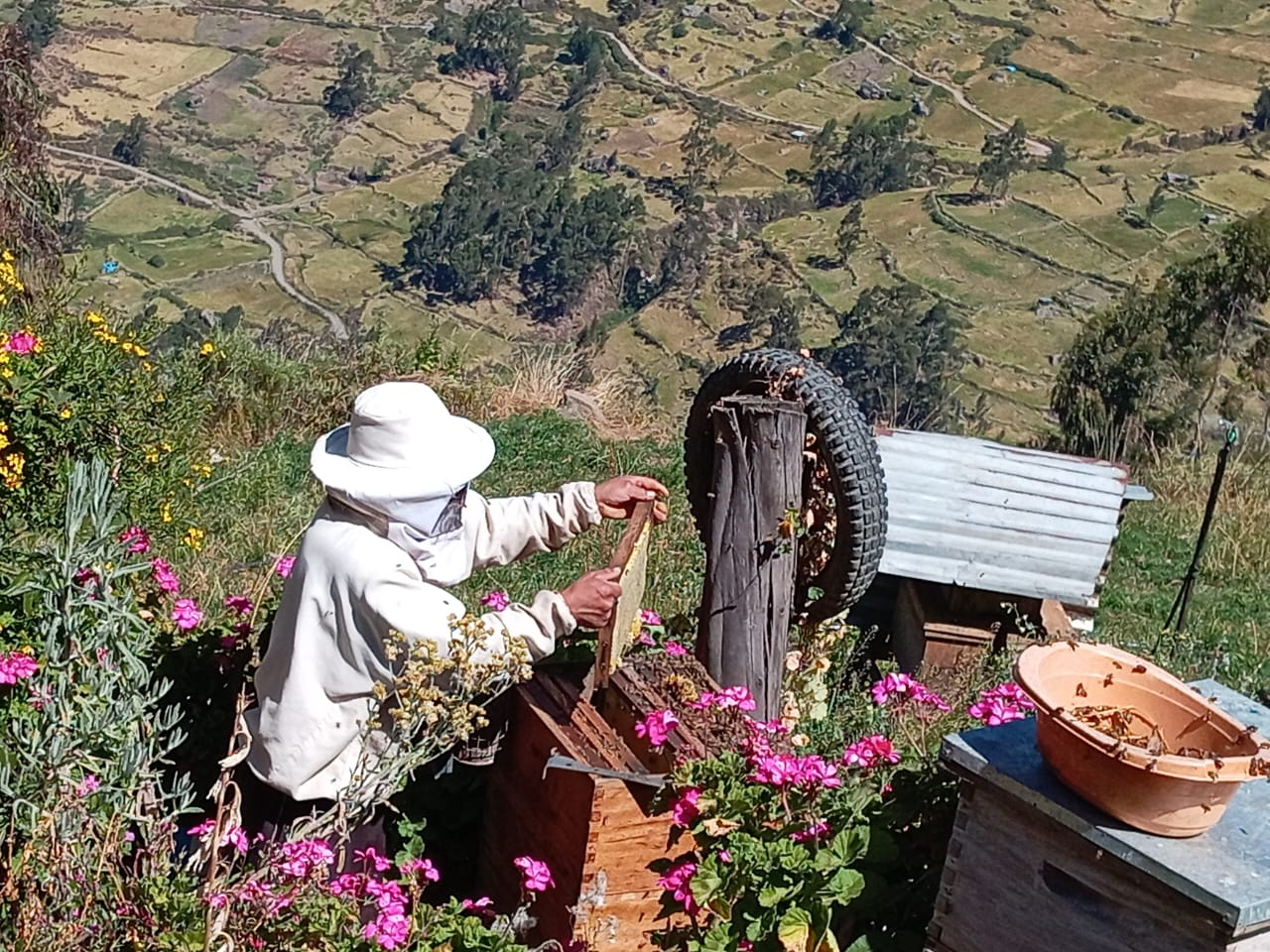 Alimentación de abejas