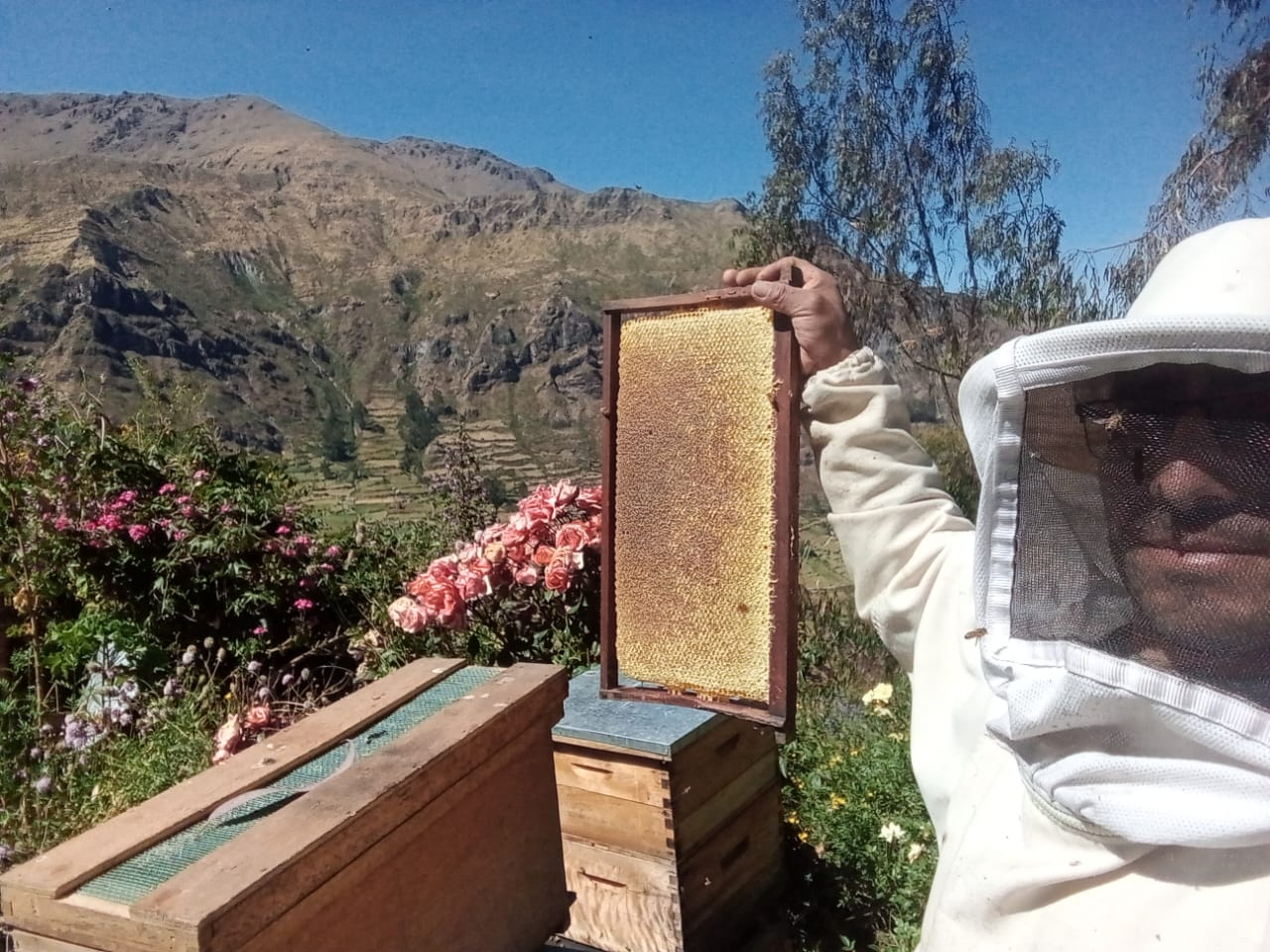 Inspección de colmena