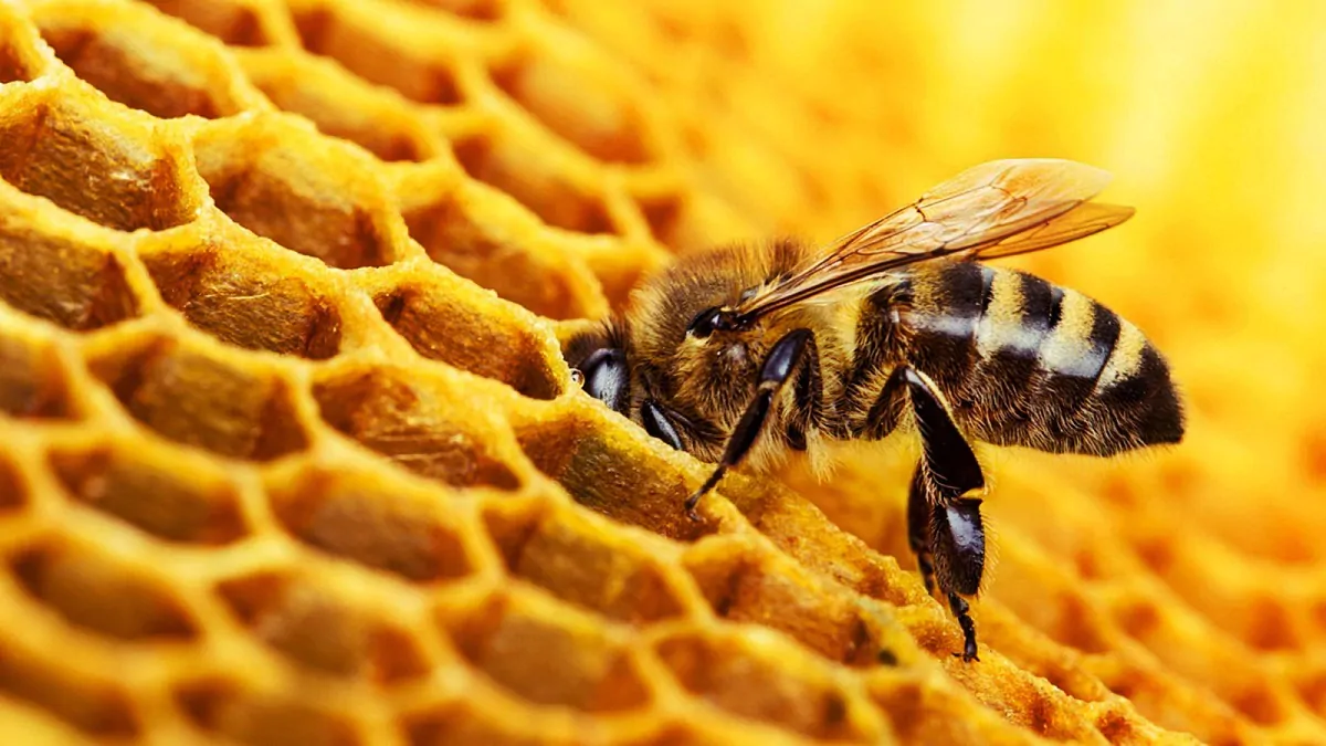 Abejas intercambiando néctar