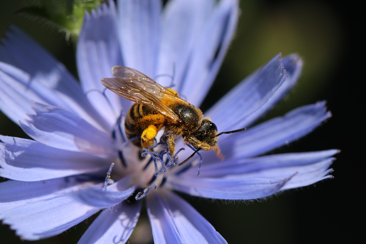 Abeja recolectando polen