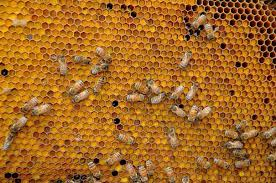 Pan de abejas