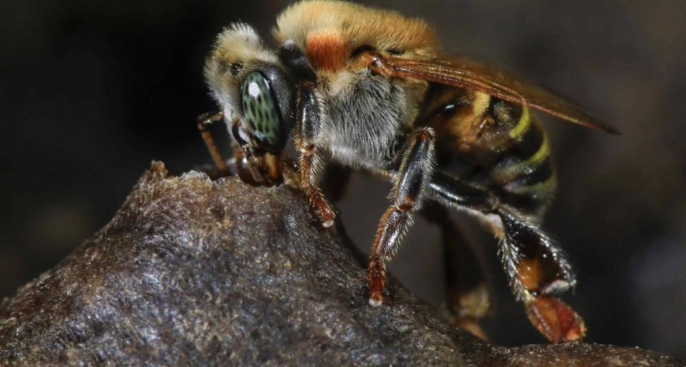 Abeja recolectando resina