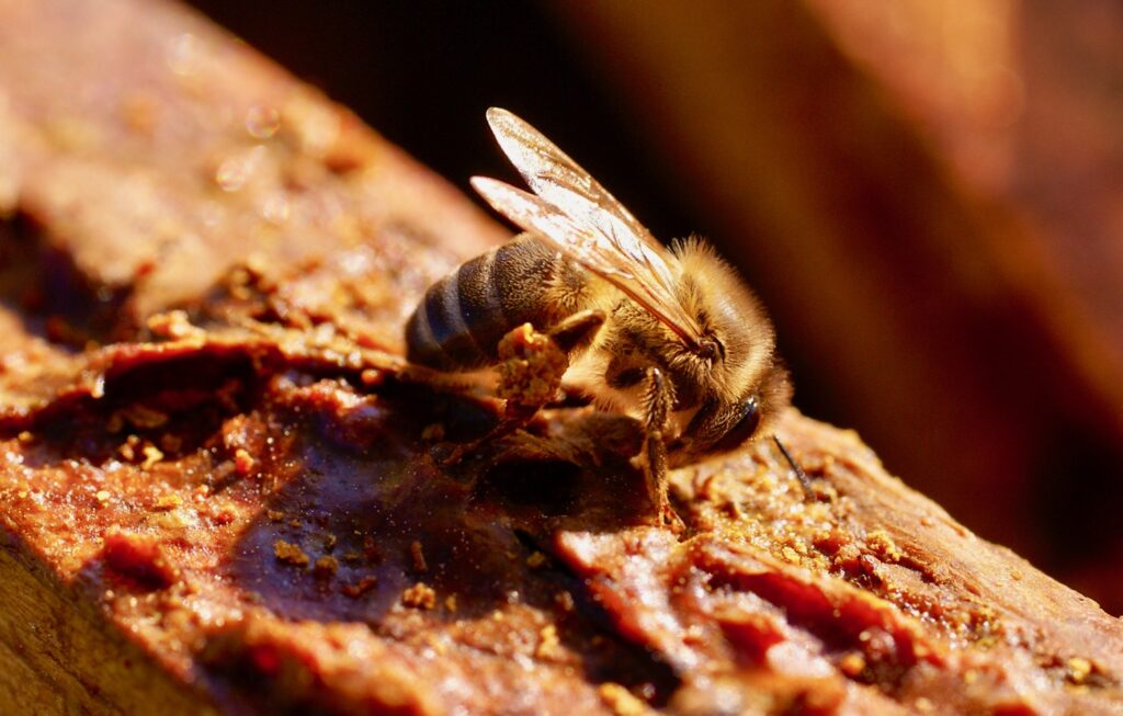 Abejas mezclando propóleo